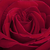 Czerwony  - Róża wielkokwiatowa - Hybrid Tea - Ingrid Bergman™